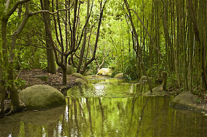 Portugal Forest Landscape
