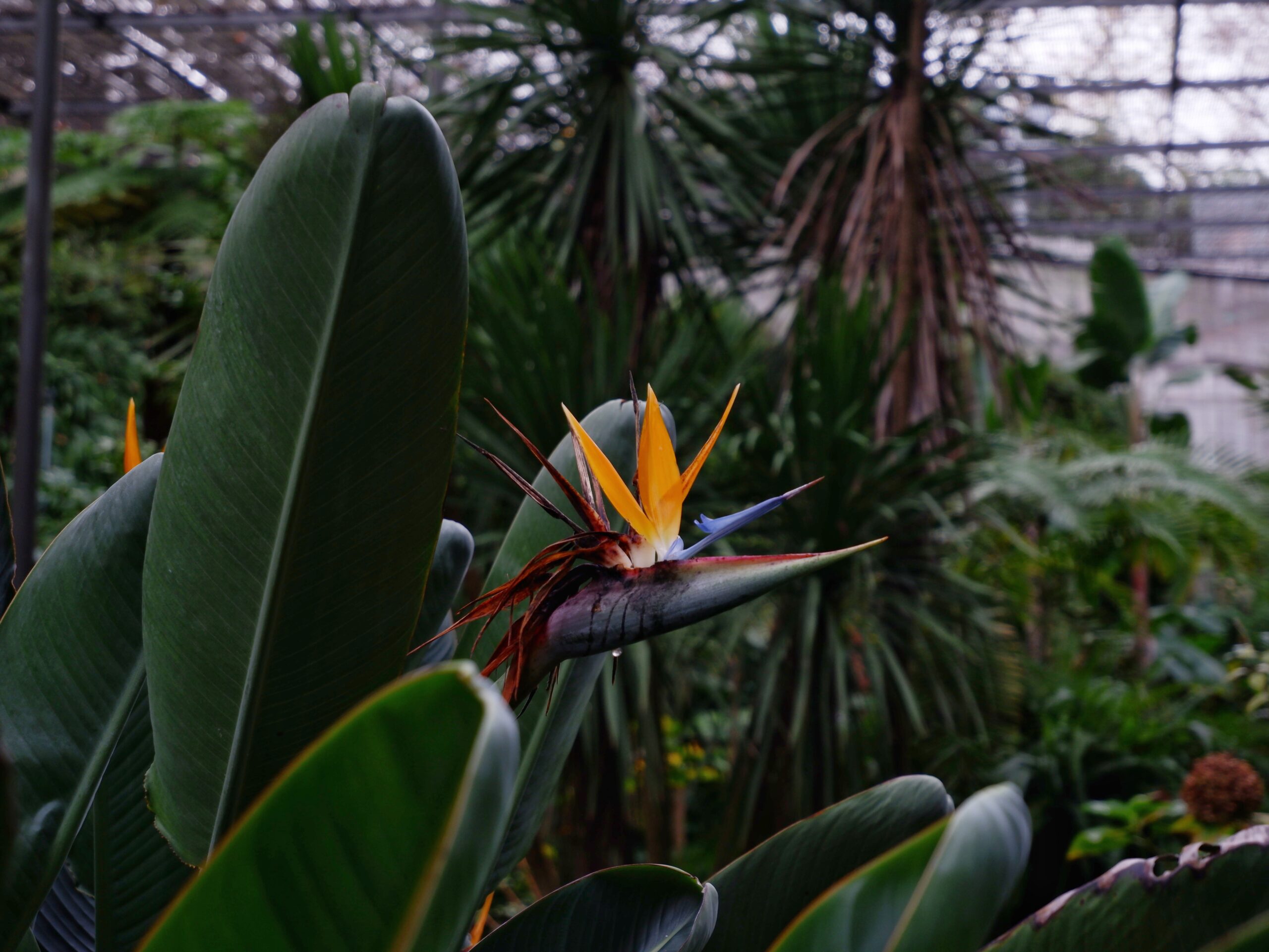 "Bird of Paradise" plant in Estufa Fria, Lisbon