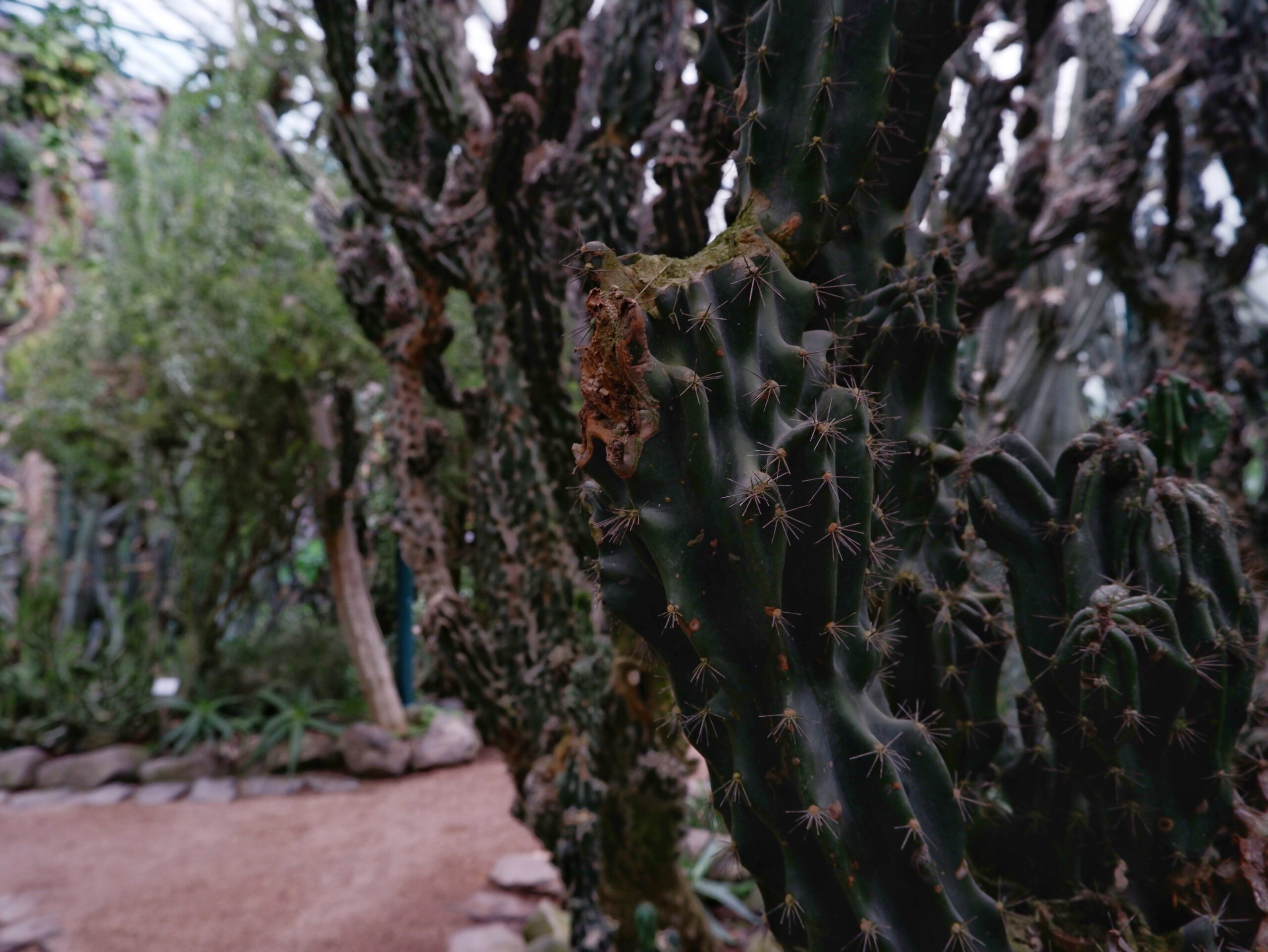 Cactus in Estufa Doce, Estufa Fria, Lisbon