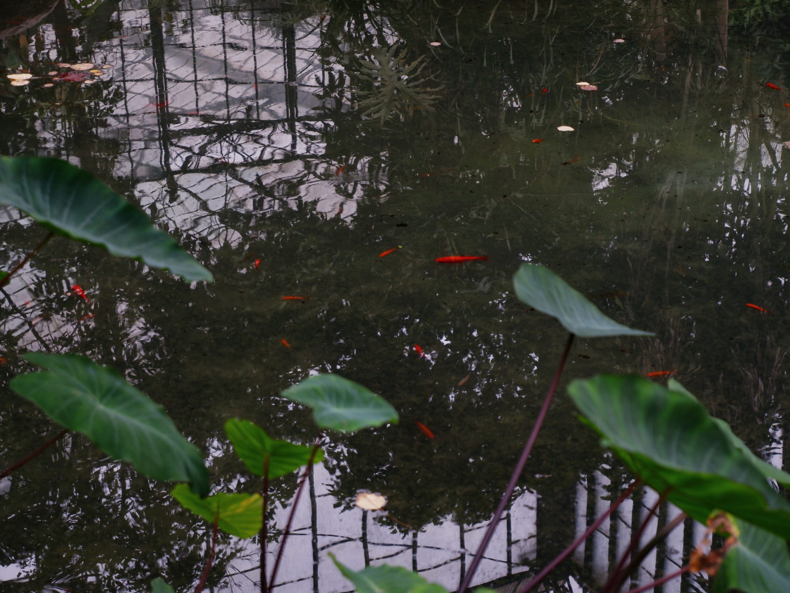 Fish swimming in the lake at Estufa Fria, Lisbon