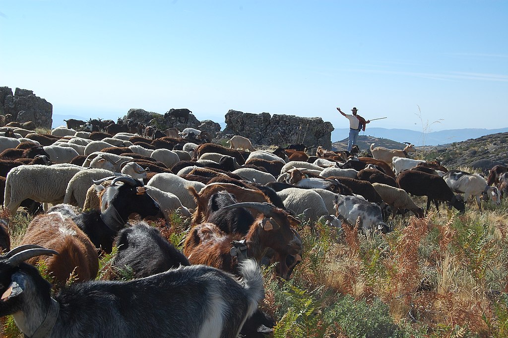 Portuguese goatherd and his flock in Serra da Estrela